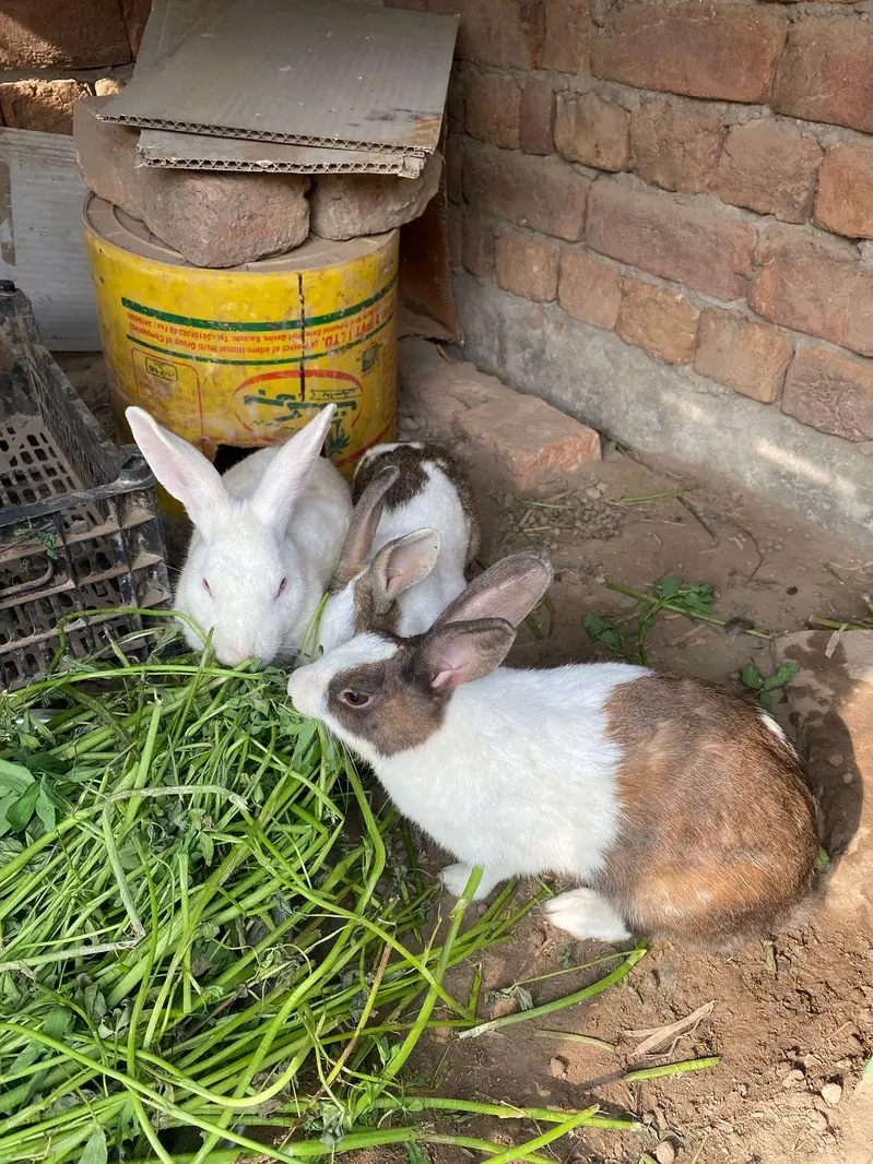 Newzeland white / offer dasi breader female 500 only — photo 4