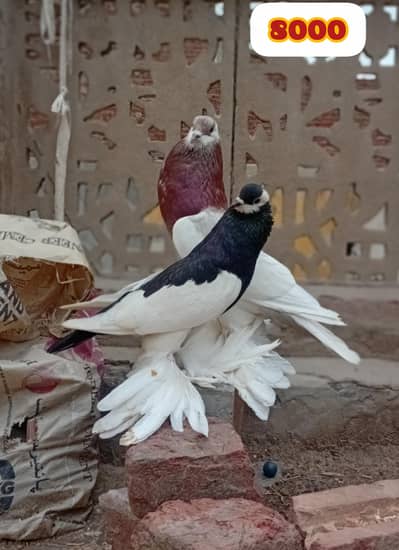 murga aseel. pakistane