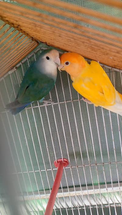 lovebirds looking for new home