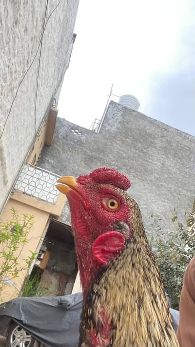 Java Aseel Murgha for sale