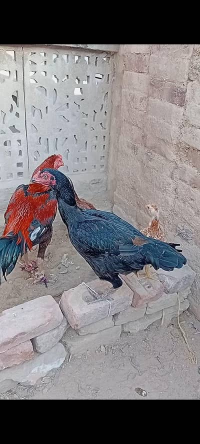 pakistane black aseel