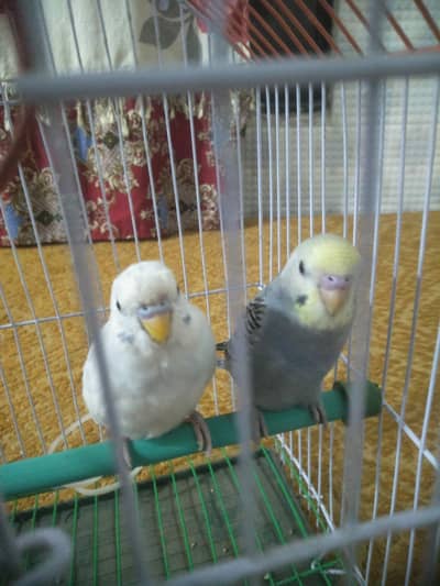 Beautiful Australian parrot For Sale 