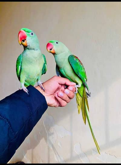 kashmiri raw parrot for sale my WhatsApp 0342. . . 2674. . . 914