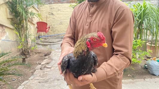 Java Aseel Murgha for sale