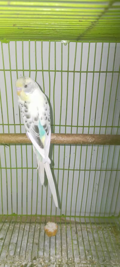 Budgie/Australian parrot Healthy Pair