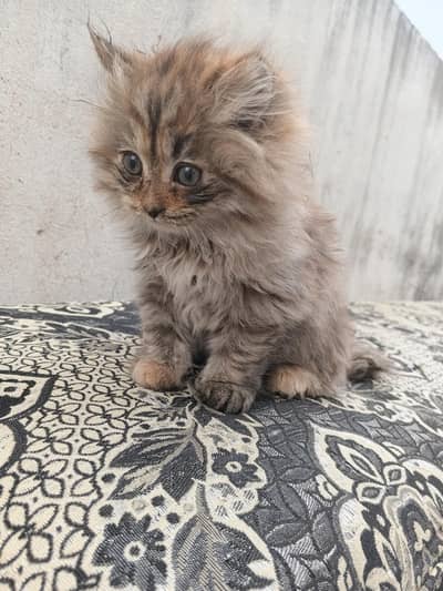 female home breed cat baby