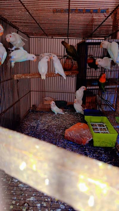 Albino red or black eyes split opline Location Jaranwala O3O669IO563