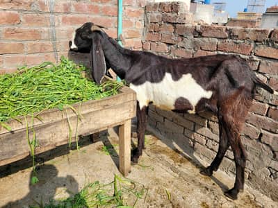 Gaban 3.5 mnth Beetal Bakri