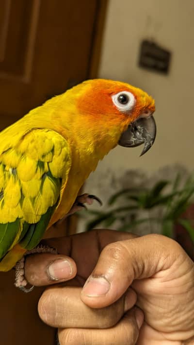 sunconure and Green Cheek conure