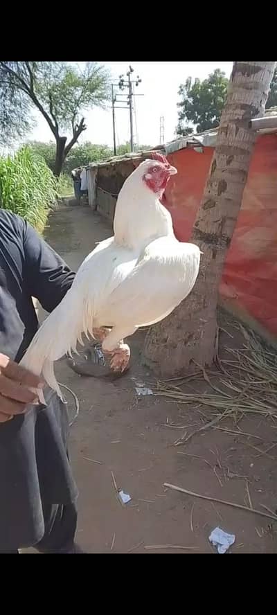 Aseel Heera Murga Top Quality