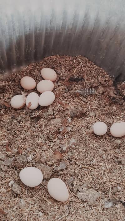 golden Misri female for sale  egg laying  70%