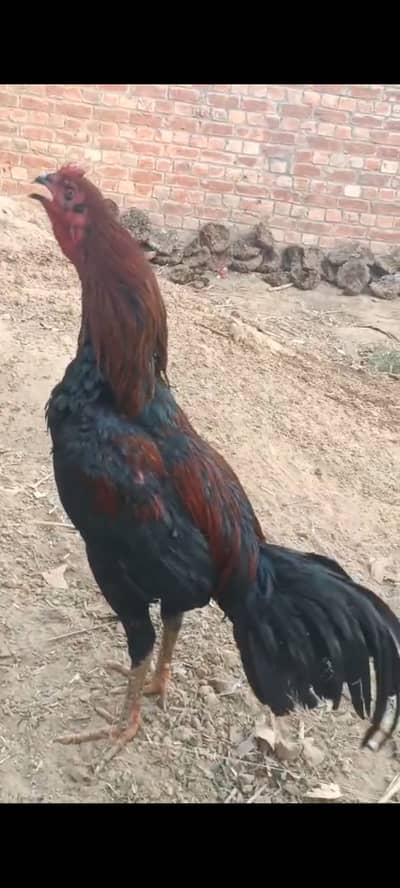 Thai panus pkoye aseel ptha available