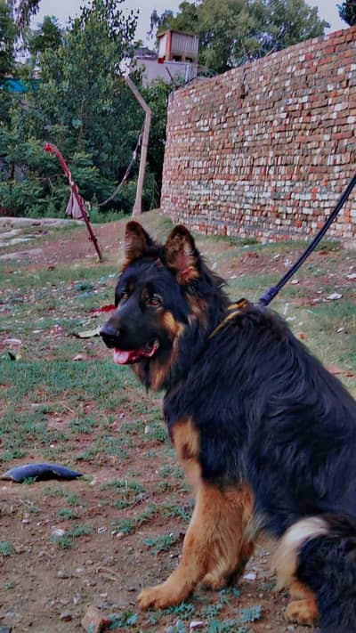 Pin pedegree imported long coat german shepherd male
