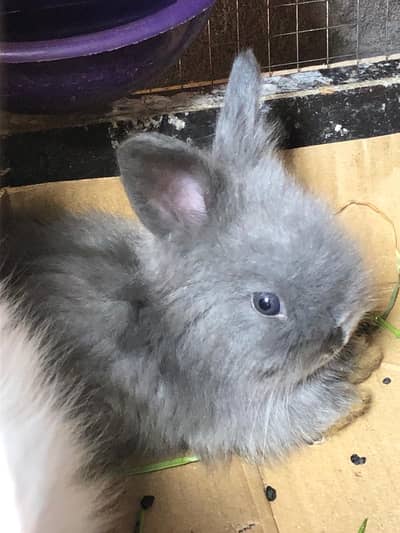 Loin head male  - netherland dwarf female bunny