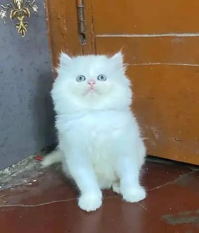 Persian female kitten for sale WhatsApp number 03208014281