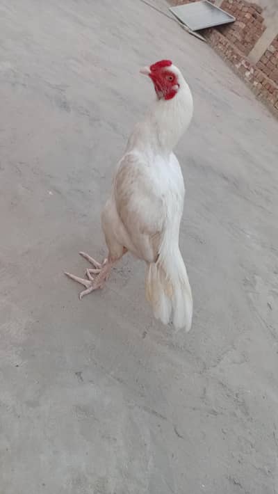 Patha for sale paper white