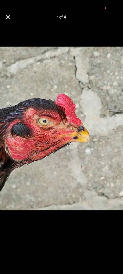 Mushka Lakha X jawa Oldbloodline Kalis Punjab murga he