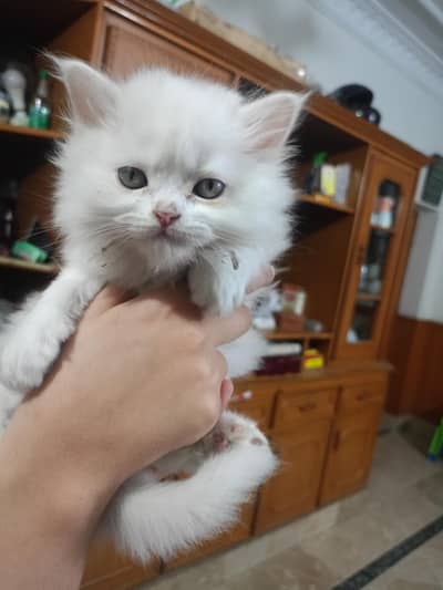 Persian Double Coated Male and female