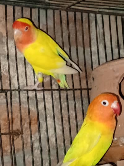 latino pair available