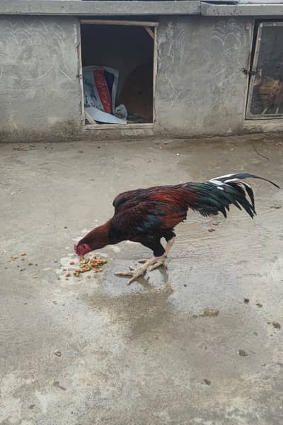 assel murgha for sale bahut Achi chiz he bacha bara Kia he urjent sale