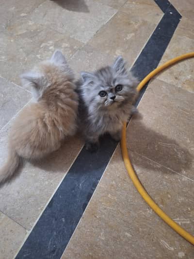 pure parsian kittens