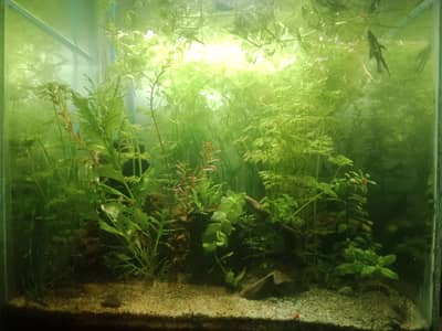 fish aquarium life plant