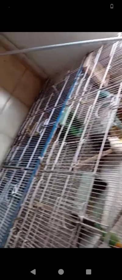 pinjra or birds both sale