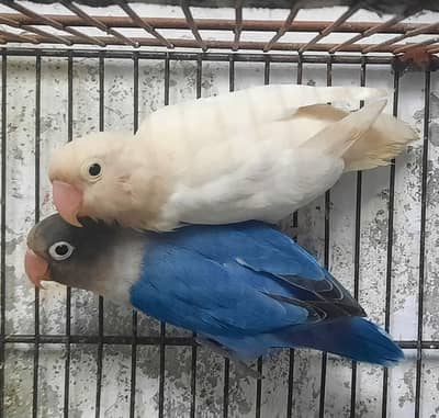 love bird breader pair. with DNA