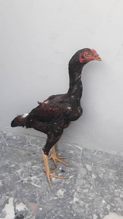 aseel japans 7 month age