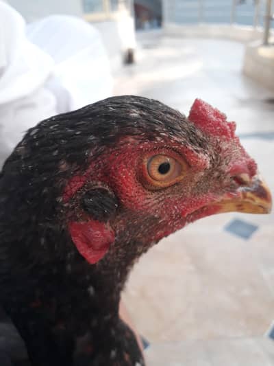 aseel japans 7 month age