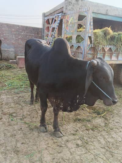 Bachra / goat for sale in Lahore