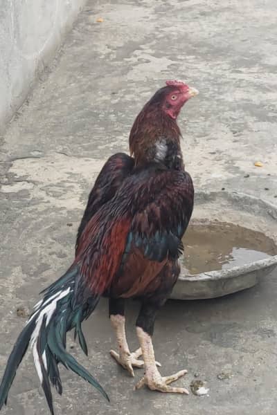 aseel murgha for sale  bacha bara Kia he urjent sale