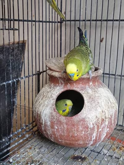 Budgie pair