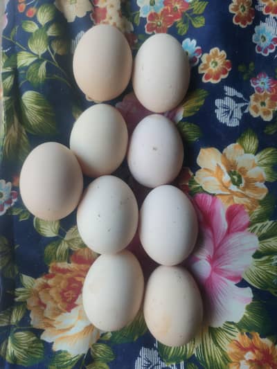 Aseel Heera eggs  for sale