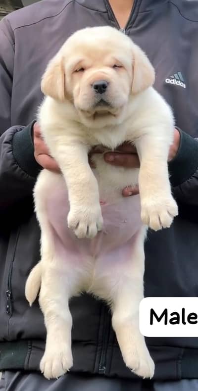 Labrador dog puppy  03101565438