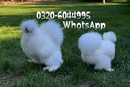White Silkie Fancy Hens For sale