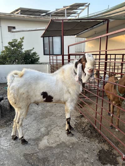 Breeder goats for sale