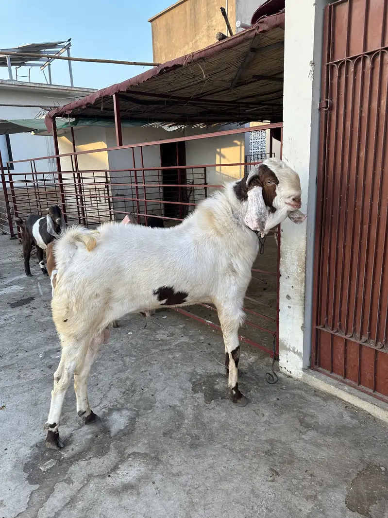 Breeder goats for sale — photo 2