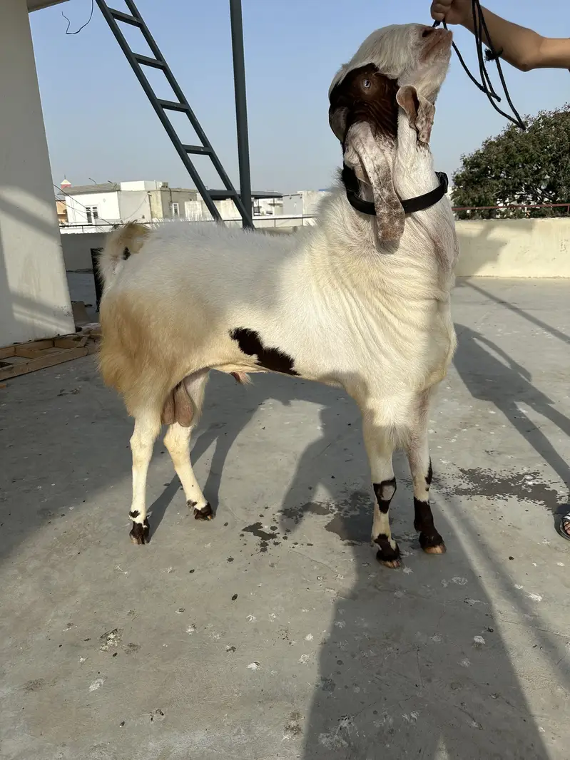 Breeder goats for sale — photo 3