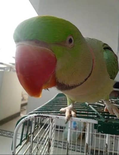 kashmir raw parrot Full voice training 0341----9282___558call or whas