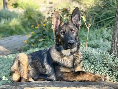 Belgium Male and Husky x Sheherd Female For sale