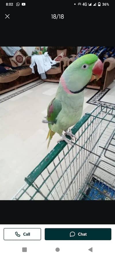 kashmir raw parrot 0341 ___:_9282 ___558 my cal or what's no