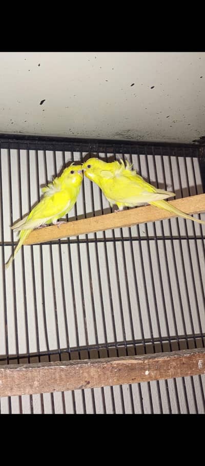 Hogo pair age 4 months+ Location Jaranwala O3O34088469