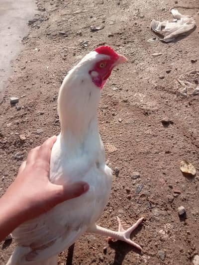 Heera Hen For Sale