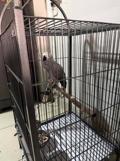 African Grey Parrot ( Red Factor Jumbo Size) Speaking & Tame