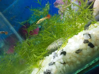 guppy grass