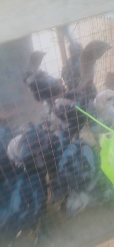 Blue Dragon purity bird