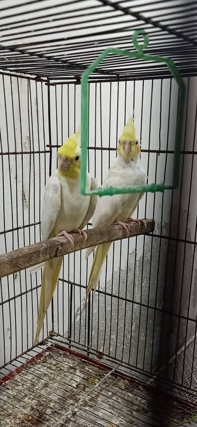 Cocktail pair for sale