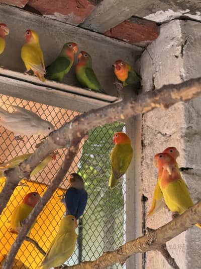 Love birds 10 breeder pairs