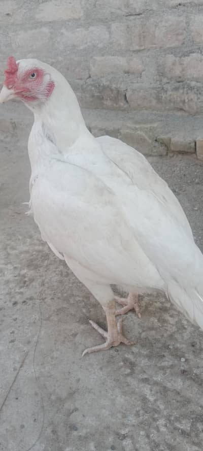 aseel haara madi for sale